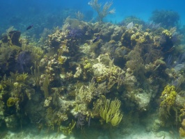 49 Reef IMG 4131